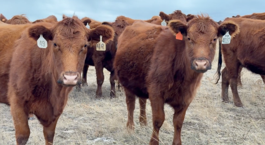 440 head of complete Red Angus bred cows-BC1000